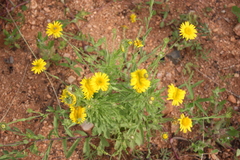 Pulicaria wightiana